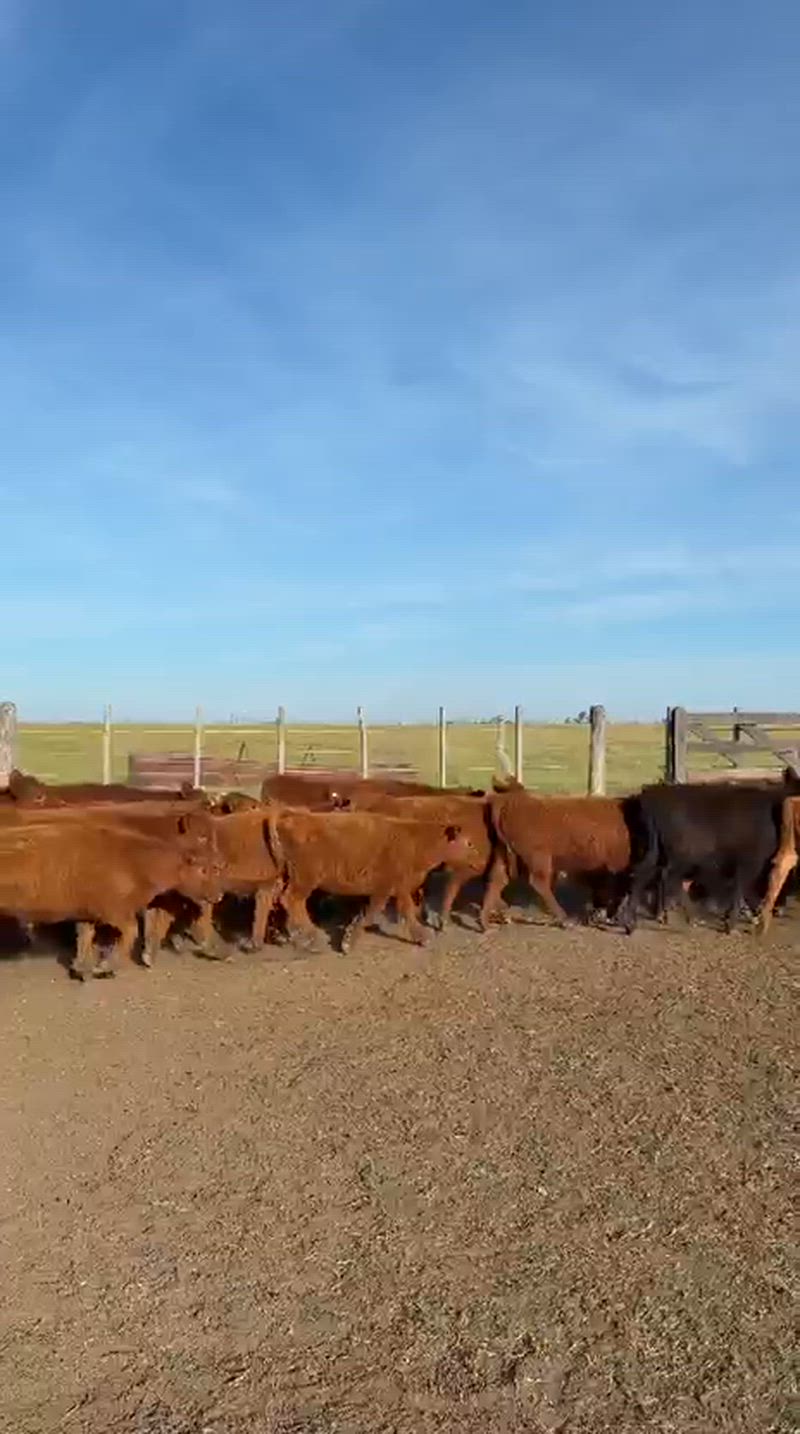 125 Terneros y Terneras