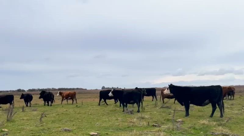 95 Vacas preñadas