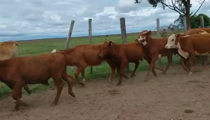 80 Terneros y Terneras