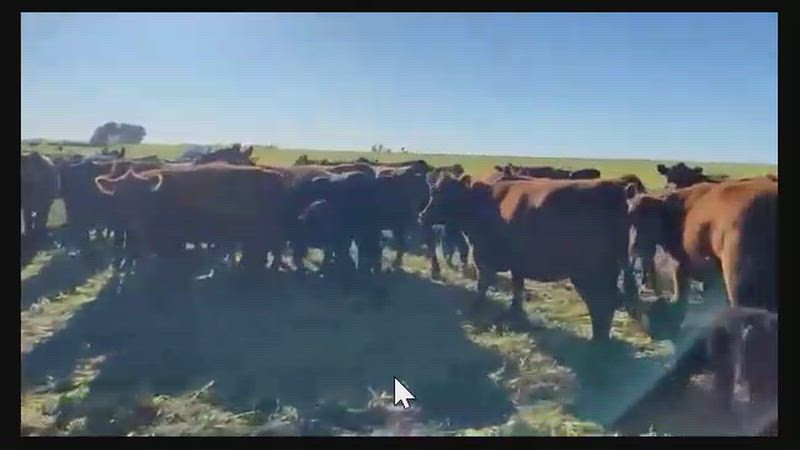 250 Vaquillonas con cría