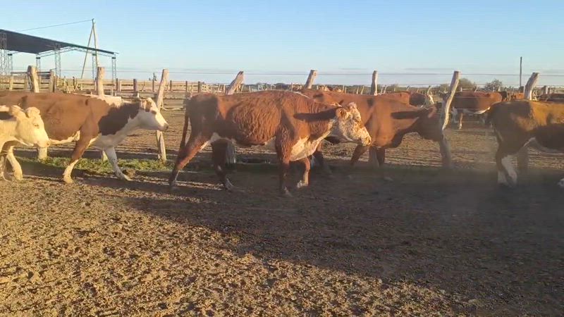 60 Vacas de invernada