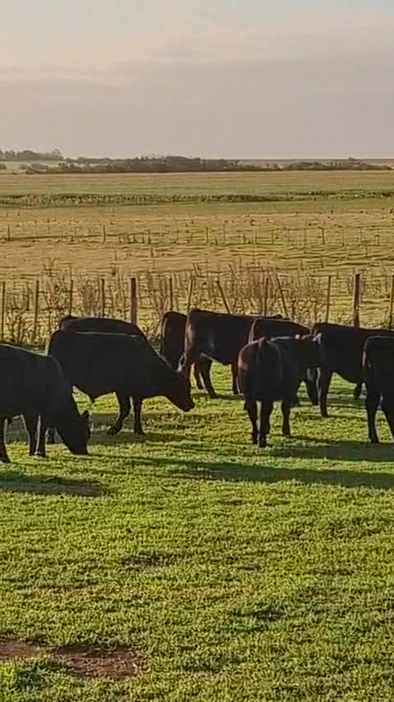 40 Terneros y Terneras