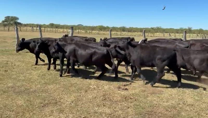 65 Terneros y Terneras