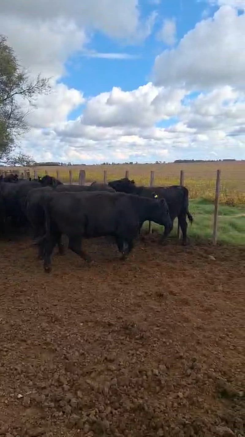 35 Vaquillonas Preñadas