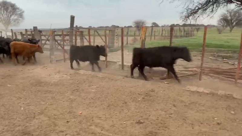 120 Terneros