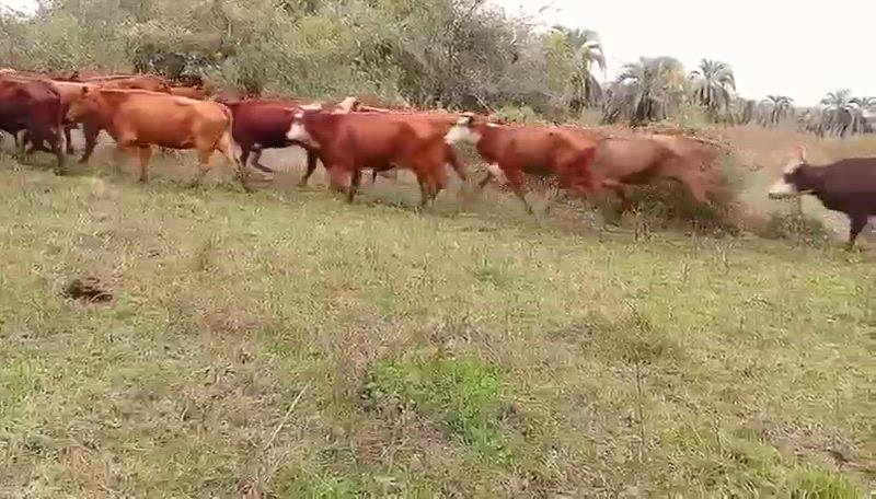 400 Vacas de invernada