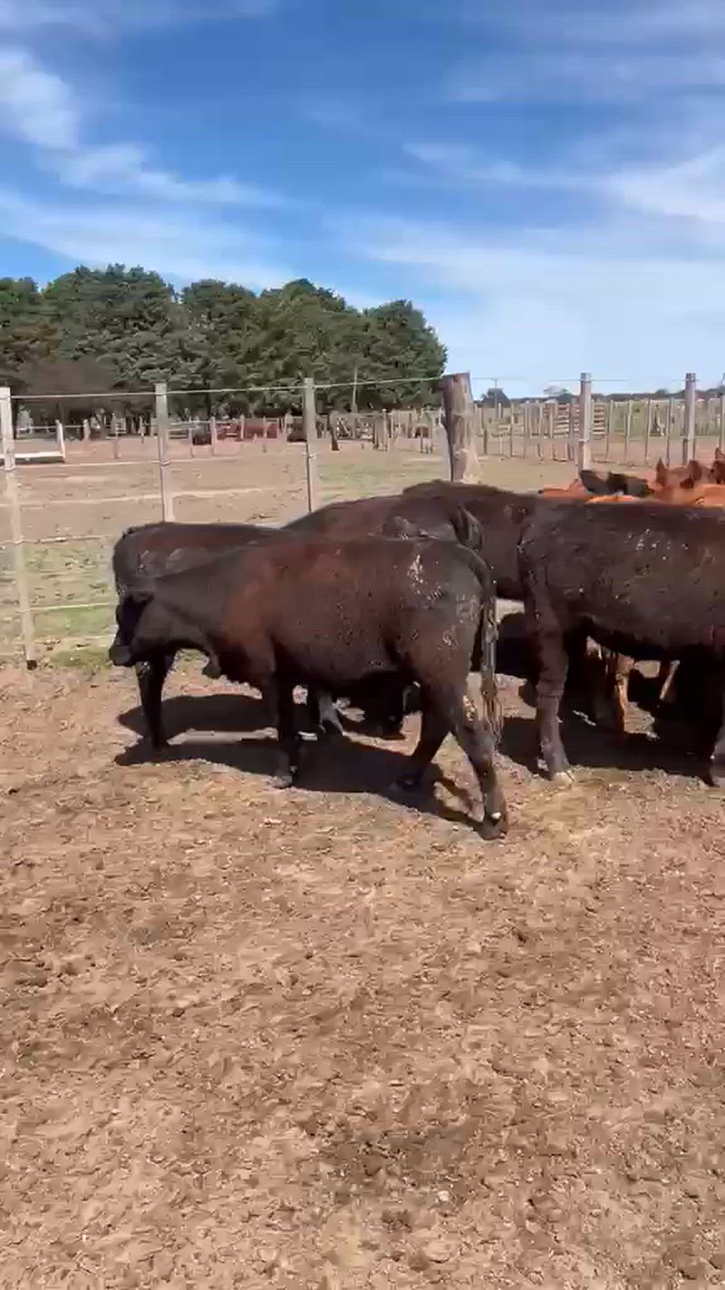 70 Terneras