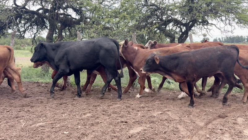 70 Terneros y Terneras