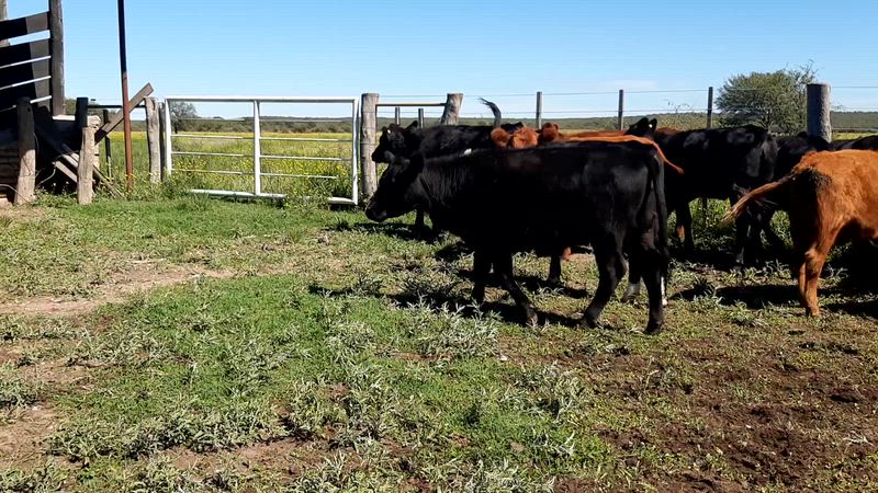 50 Terneros y Terneras