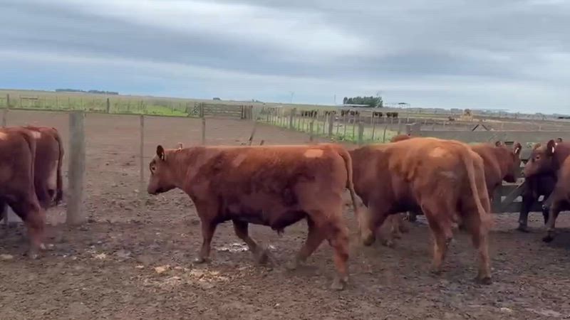 15 Toros