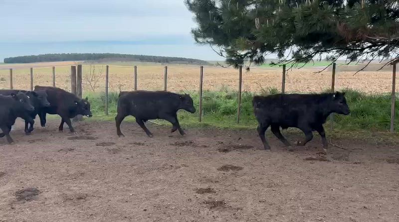 50 Terneros y Terneras