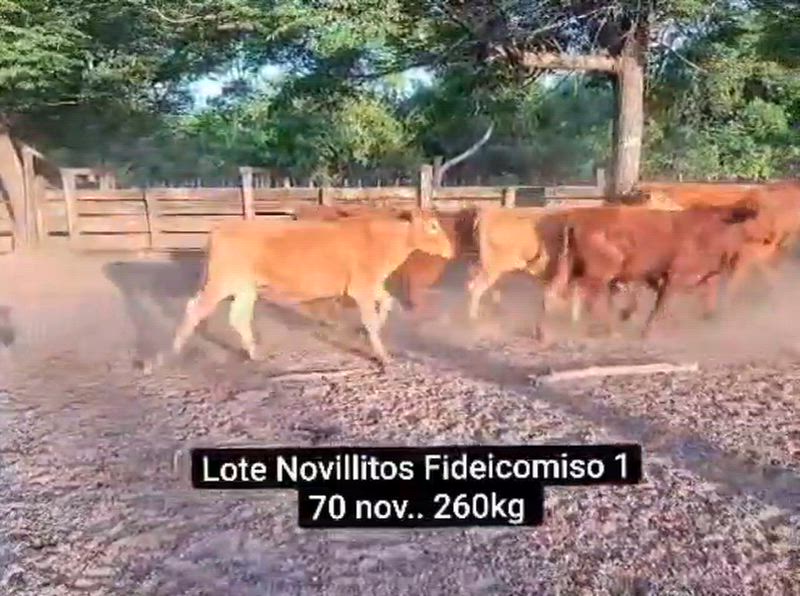 175 Novillitos y Vaquillonas