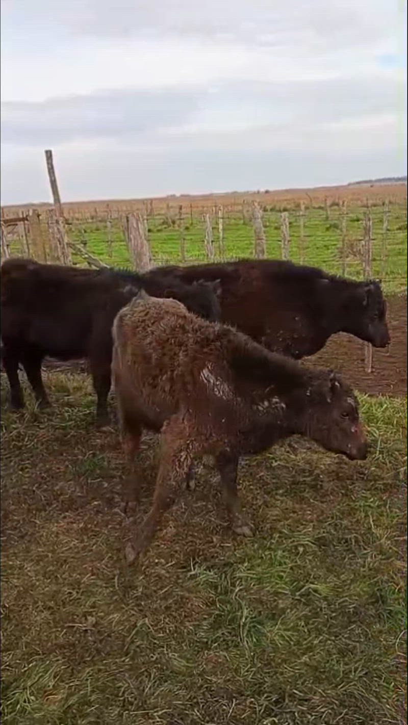 140 Terneros y Terneras