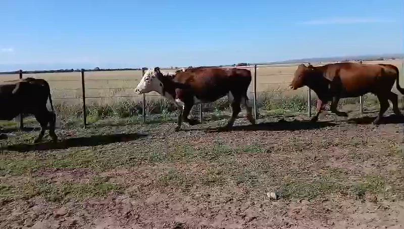 35 Vacas de invernada