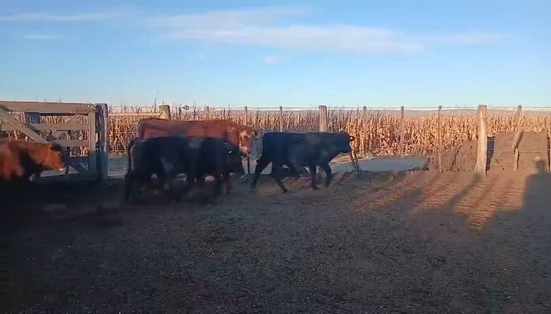 70 Terneros y Terneras