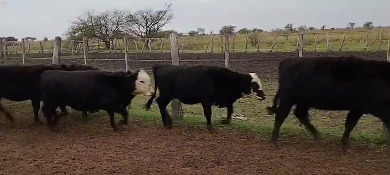 105 Terneras