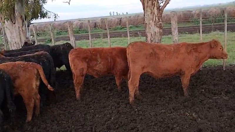 75 Terneros y Terneras