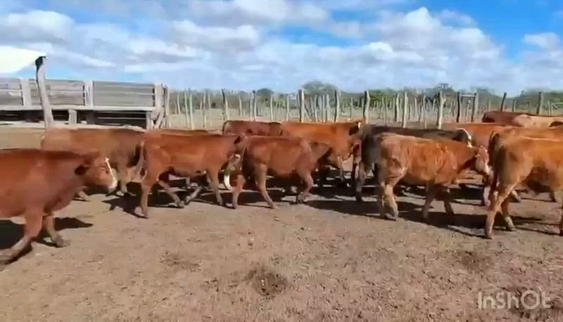 110 Terneros y Terneras