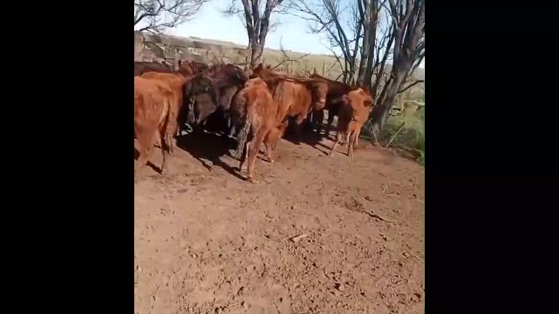 50 Terneros y Terneras