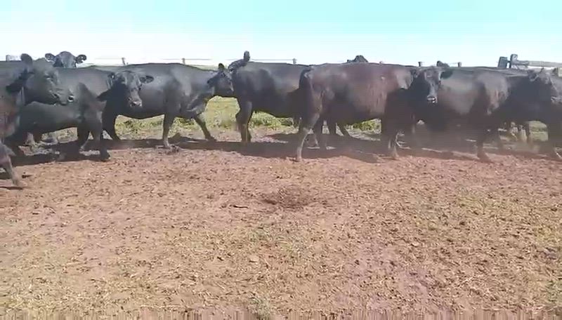 115 Vacas preñadas