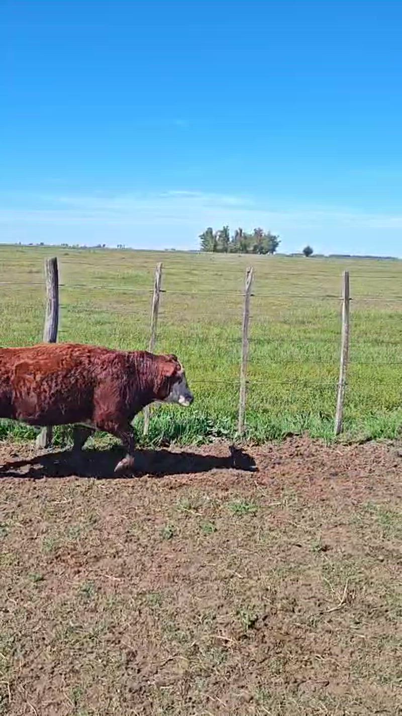 35 Terneros y Terneras