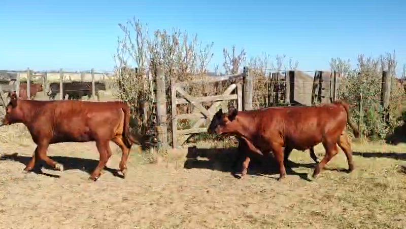 70 Terneros y Terneras