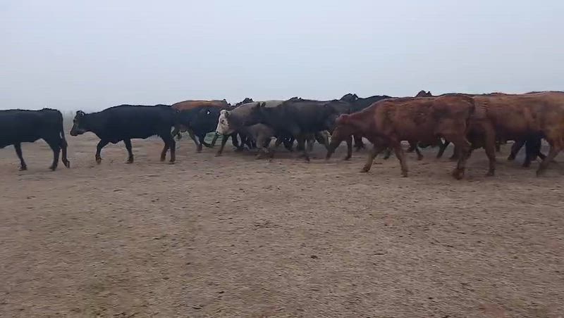 90 Vacas de invernada