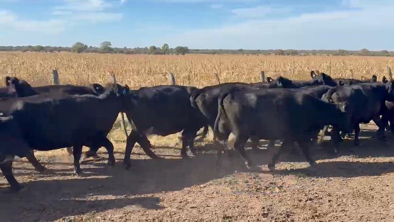 70 Vacas CUT Preñadas