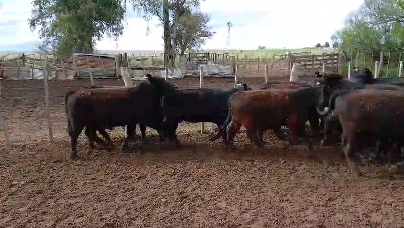 60 Terneros