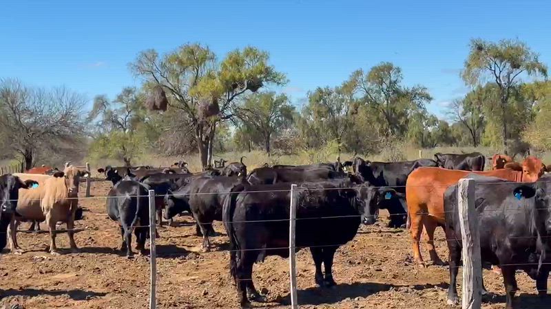 150 Vacas preñadas