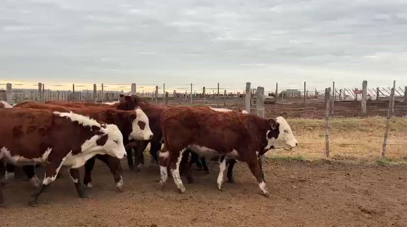 85 Terneros