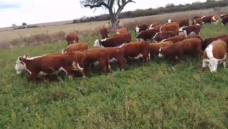 65 Terneras