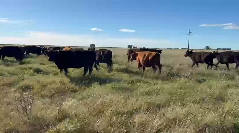 45 Vacas CUT Preñadas