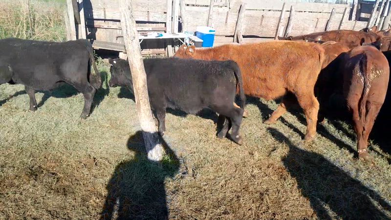 110 Terneros y Terneras