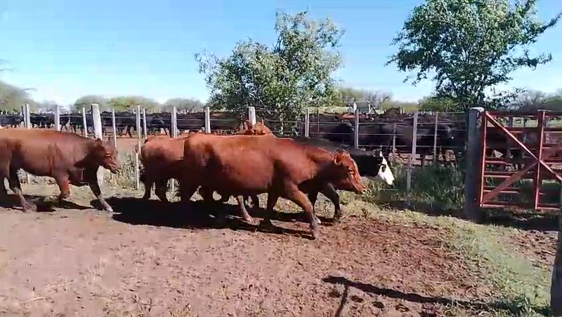 75 Vacas preñadas