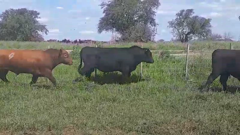 10 Toros