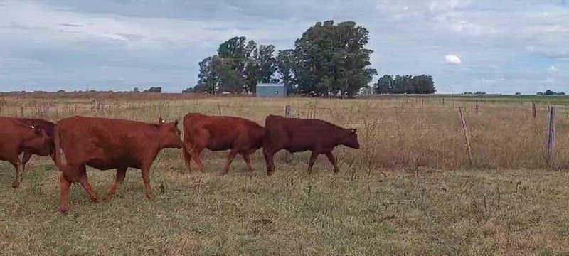 55 Terneros y Terneras