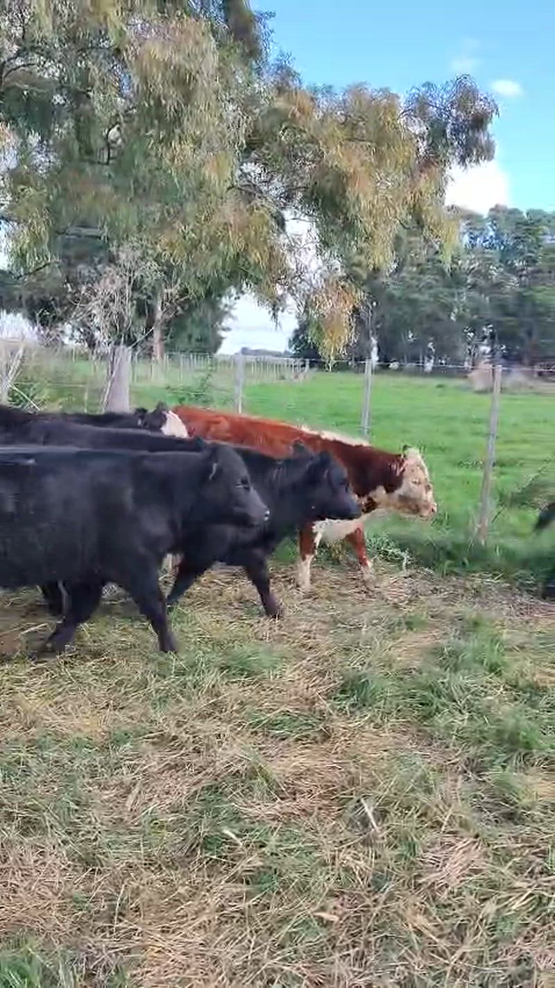 65 Terneros y Terneras