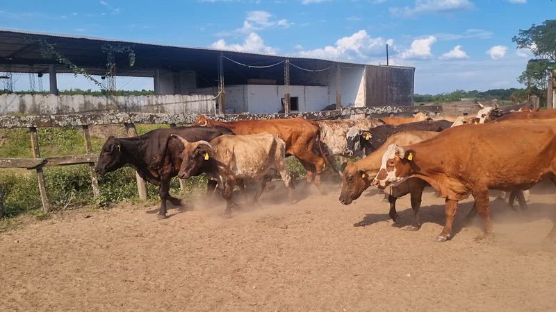 55 Vacas de invernada