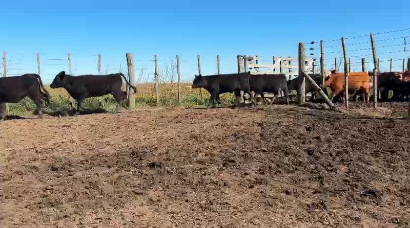 65 Terneros y Terneras