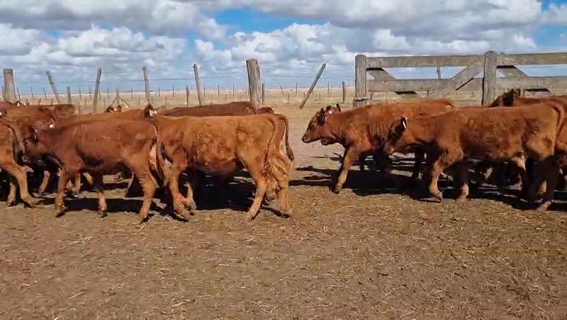 150 Terneros y Terneras