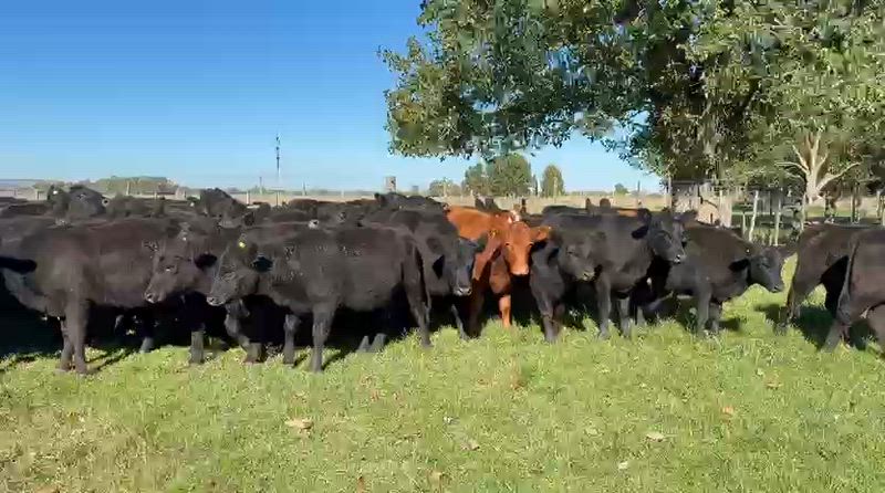 60 Novillitos y Vaquillonas