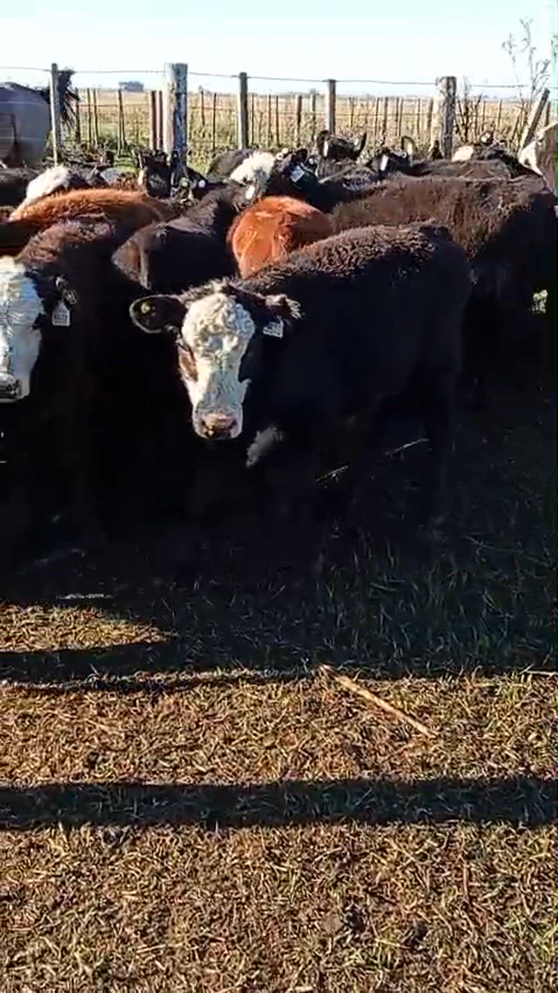 80 Terneros y Terneras