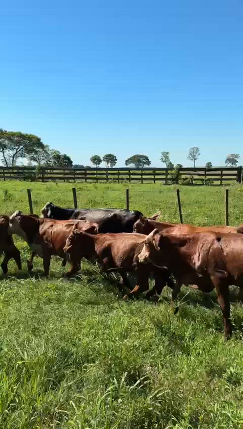 110 Terneros y Terneras