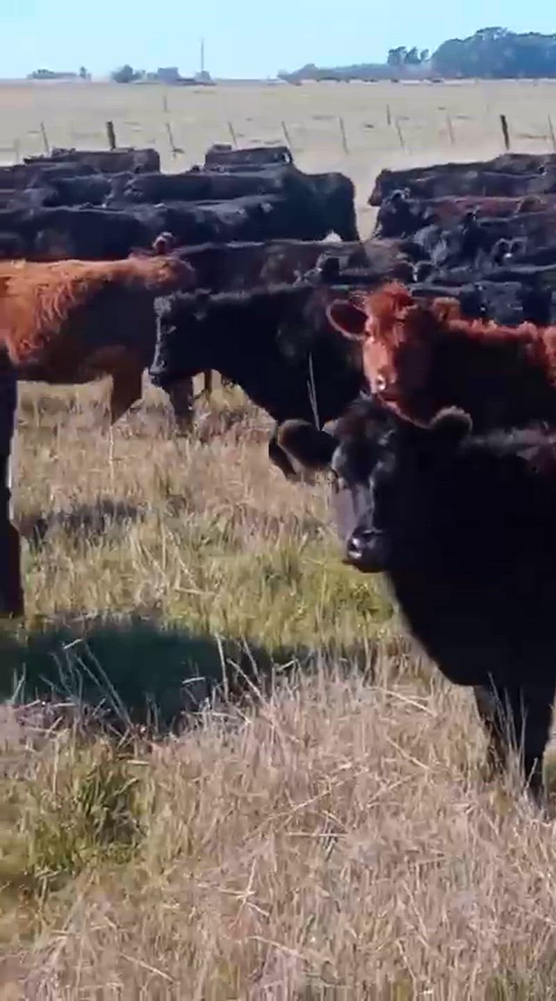 1200 Vaquillonas Preñadas