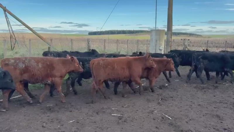 55 Terneros y Terneras
