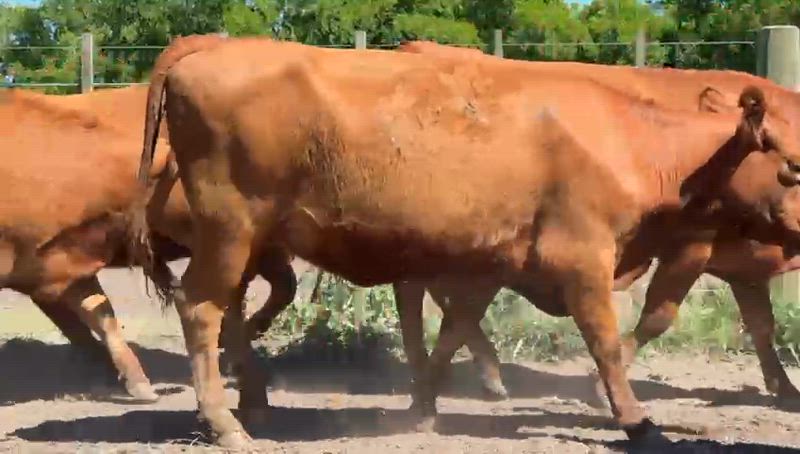 40 Vaquillonas Preñadas