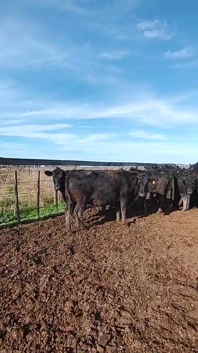 160 Vacas preñadas