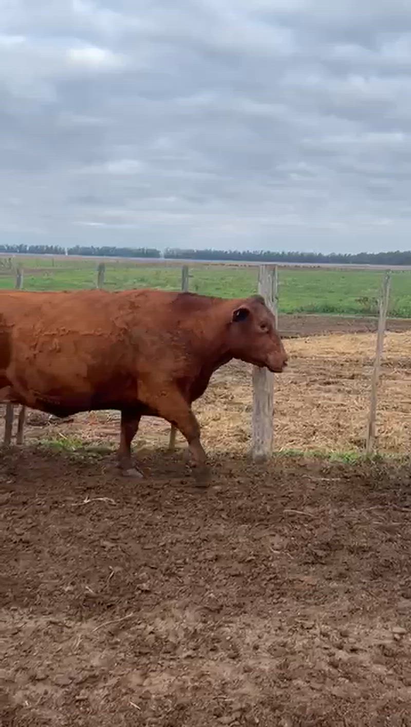 40 Vacas preñadas