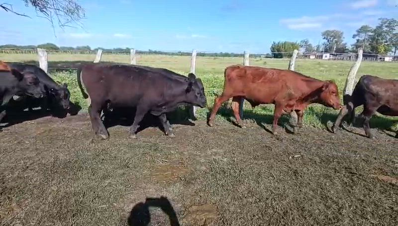 65 Terneros y Terneras